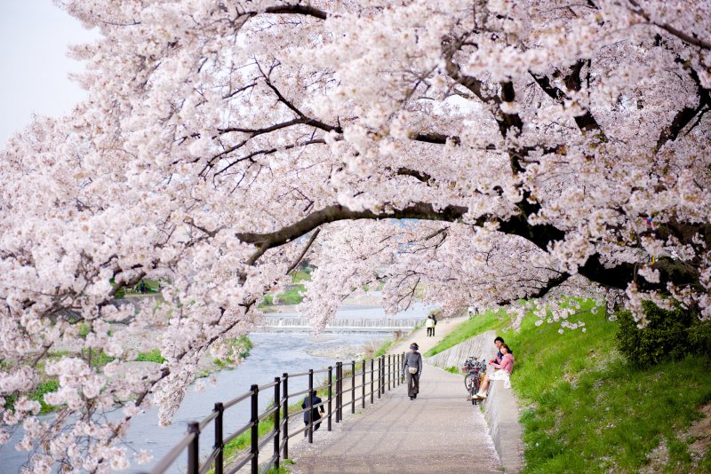 京都鴨川畔盛開的櫻花，是4月的旅遊熱點(圖/Ryosuke Yagi@flickr)