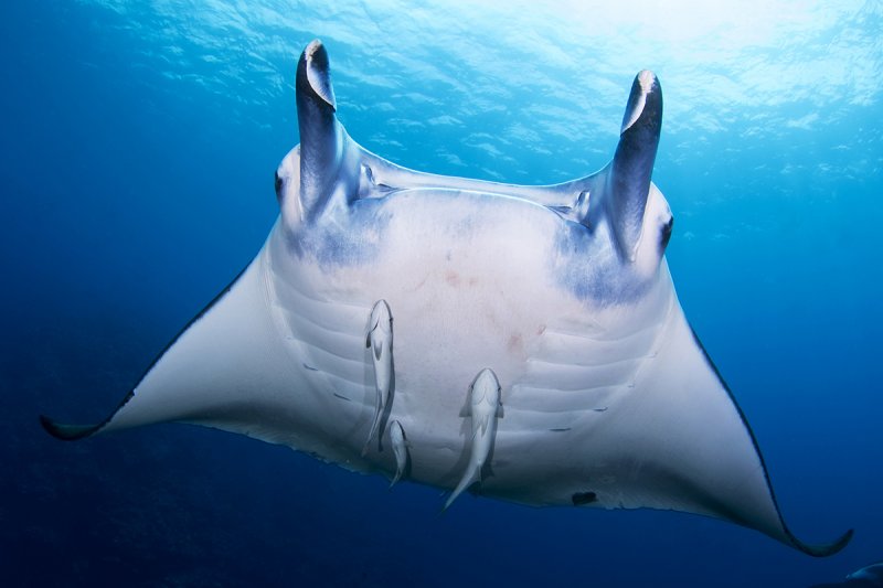 蝠魟體型雖大,卻以濾食浮游生物維生,加上不具攻擊性,是海中的溫柔巨人。(圖/Yorko Summer提供) 蝠魟體型雖大,卻以濾食浮游生物維生,加上不具攻擊性,是海中的溫柔巨人。(圖/Yorko Summer提供)
