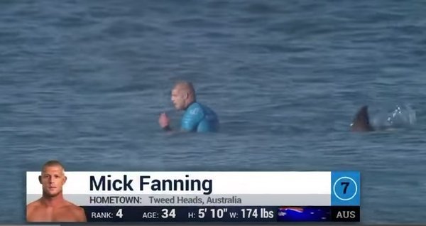 2016年夏天，美國海岸頻傳鯊魚攻擊事件。（取自推特）