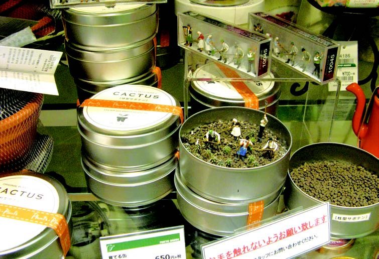便當盒室內種盆。(圖/貓頭鷹出版提供) 便當盒室內種盆。(圖/貓頭鷹出版提供)