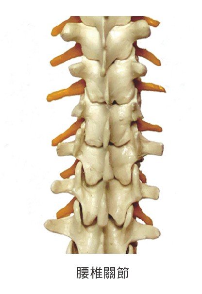 腰椎關節(圖/三采文化提供)