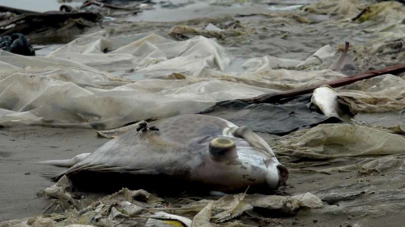 台塑越南河靜鋼廠造成沿海四省海岸嚴重污染,魚群大量死亡,越南民眾強烈抗議(美聯社) 台塑越南河靜鋼廠造成沿海四省海岸嚴重污染,魚群大量死亡,越南民眾強烈抗議(美聯社)