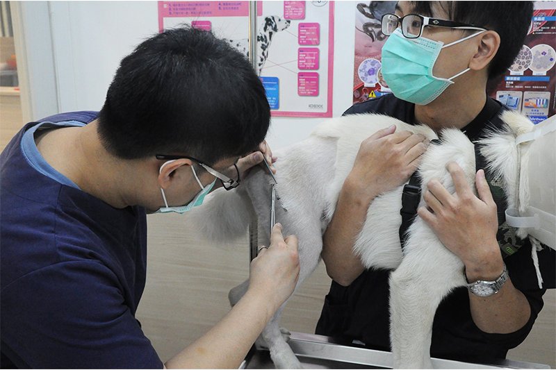 獸醫 獸醫