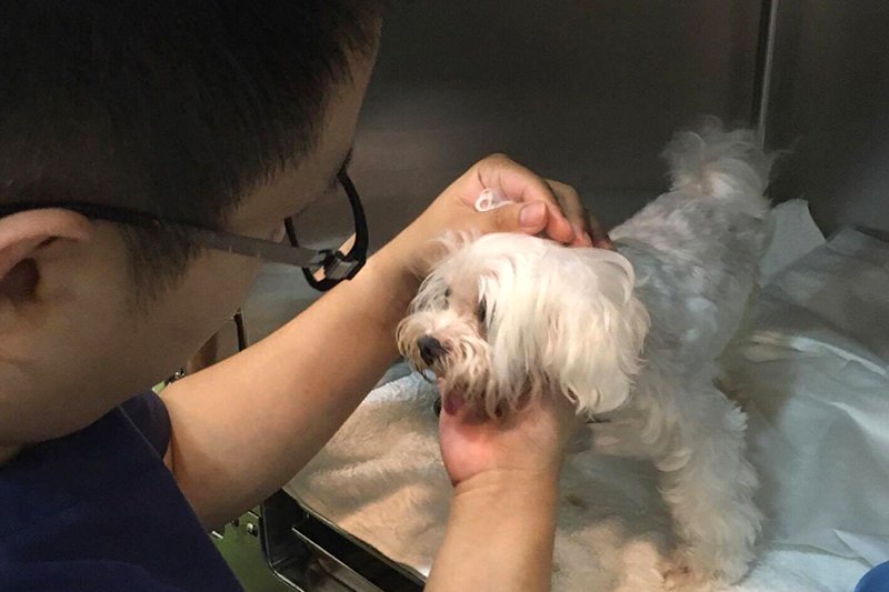 獸醫 獸醫