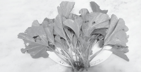 ▲冬莧菜(王艾寧攝)。又名冬葵、冬寒菜,古代叫葵菜,是古代中國人主要的蔬菜。今天湖南、四川、江西等地還在食用,一般用於煮湯或煮粥。(圖/時報文化提供) ▲冬莧菜(王艾寧攝)。又名冬葵、冬寒菜,古代叫葵菜,是古代中國人主要的蔬菜。今天湖南、四川、江西等地還在食用,一般用於煮湯或煮粥。(圖/時報文化提供)