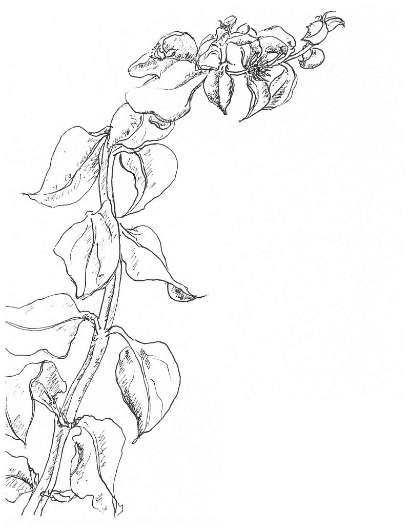 野菜穿心蓮開了一朵小花。(作者手繪/印刻文學提供) 野菜穿心蓮開了一朵小花。(作者手繪/印刻文學提供)