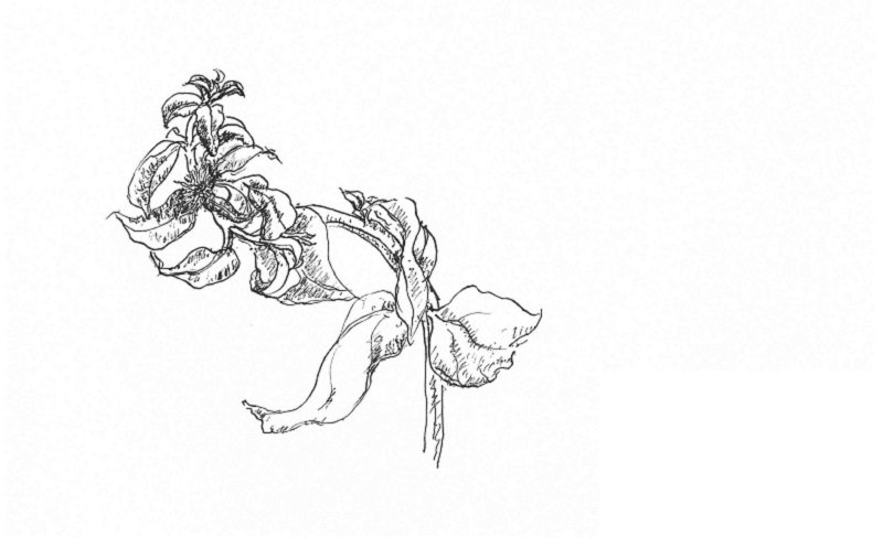 野菜穿心蓮開了一朵小花。(作者手繪/印刻文學提供) 野菜穿心蓮開了一朵小花。(作者手繪/印刻文學提供)