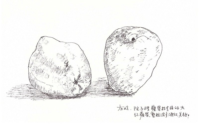 自家院子裡種出來的大紅蘋果。(作者手繪/印刻文學提供) 自家院子裡種出來的大紅蘋果。(作者手繪/印刻文學提供)