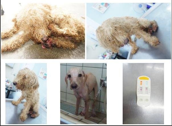 天如專題0924-02-剛被救援時的「大貴」因過度密集生產未老先衰,模樣糟透了。(聞姐提供).jpg 天如專題0924-02-剛被救援時的「大貴」因過度密集生產未老先衰,模樣糟透了。(聞姐提供).jpg