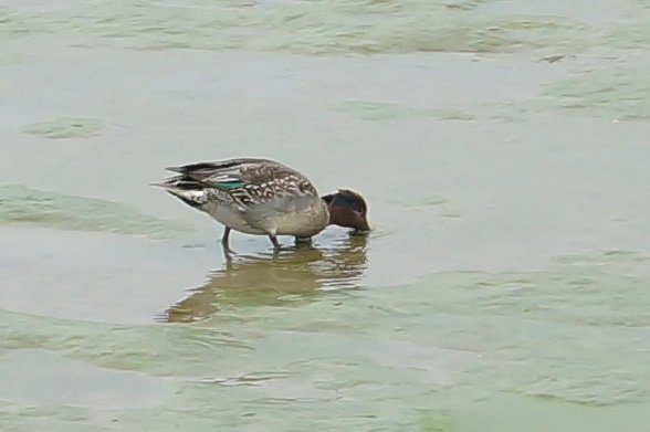 2016台北華江雁鴨季，華江雁鴨自然公園，小水鴨覓食中（北市府）