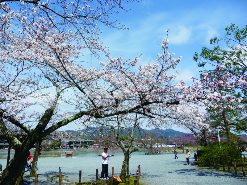 渡月橋(圖/健行文化提供) 渡月橋(圖/健行文化提供)