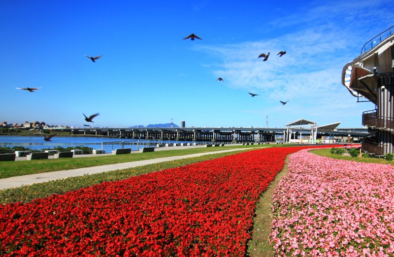 7萬盆花爭豔怒放 延平河濱花海吸睛１（圖由台北市政府提供）