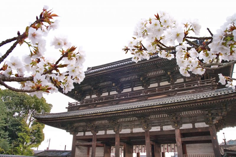 (圖/Kyoto-Picture@Flickr) (圖/Kyoto-Picture@Flickr)