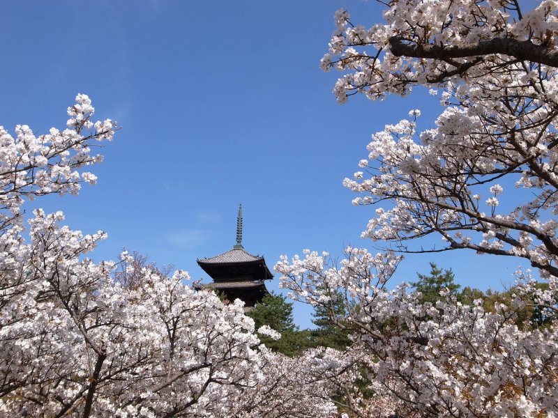 (圖/papalagi chen@Flickr) (圖/papalagi chen@Flickr)