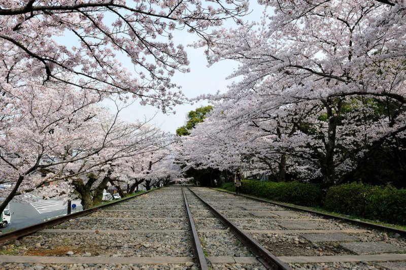 (圖/kin@Flickr) (圖/kin@Flickr)