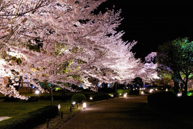 夜櫻(圖/Ryosuke Yagi@Flickr) 夜櫻(圖/Ryosuke Yagi@Flickr)