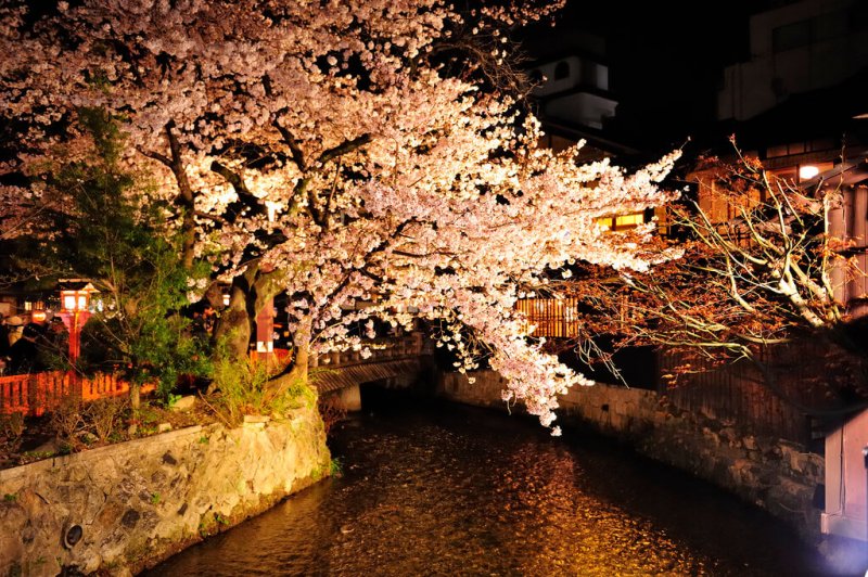 夜櫻(圖/kin@Flickr) 夜櫻(圖/kin@Flickr)