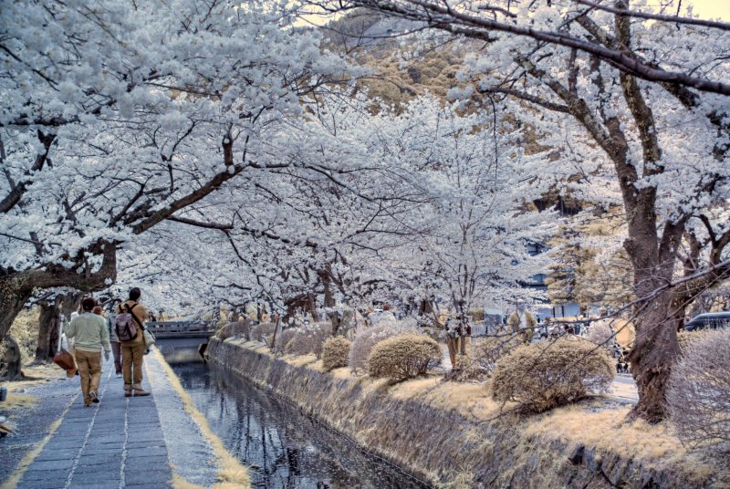 (圖/fortherock@Flickr) (圖/fortherock@Flickr)