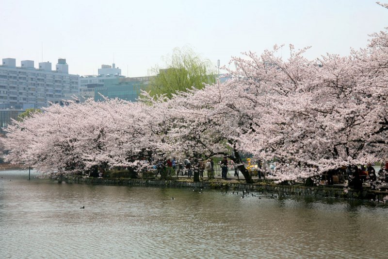 (圖/Kabacchi@Flickr) (圖/Kabacchi@Flickr)