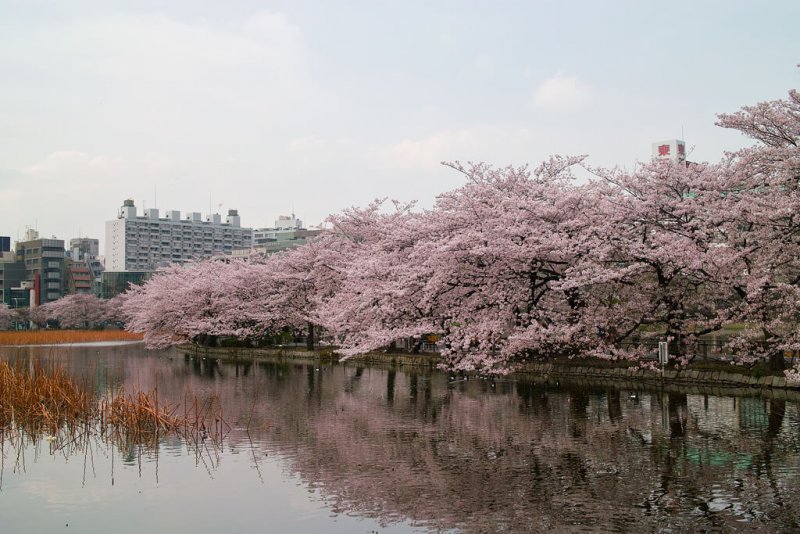 (圖/t-mizo@Flickr) (圖/t-mizo@Flickr)