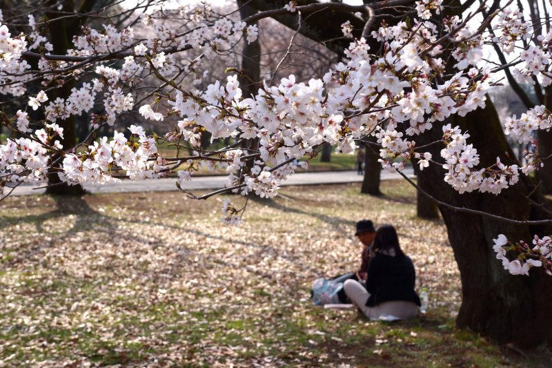 (圖/Kentaro Ohno@Flickr) (圖/Kentaro Ohno@Flickr)