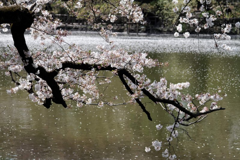 (圖/Kimon Berlin@Flickr) (圖/Kimon Berlin@Flickr)