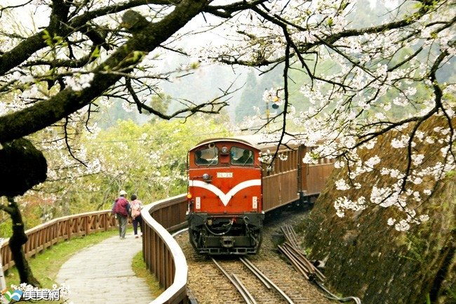 櫻花下的小火車。(圖/KLOOK客路提供) 櫻花下的小火車。(圖/KLOOK客路提供)