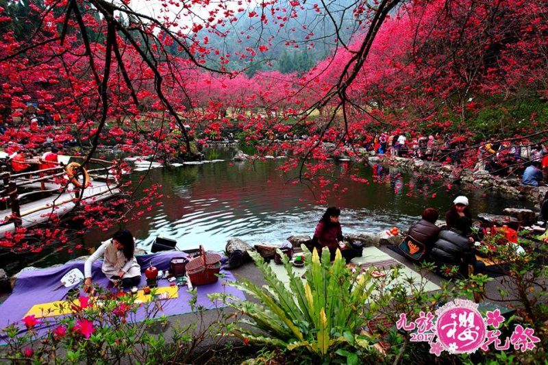 在櫻花樹下野餐,充滿「日式風情」!(圖/九族文化村,KLOOK客路提供) 在櫻花樹下野餐,充滿「日式風情」!(圖/九族文化村,KLOOK客路提供)