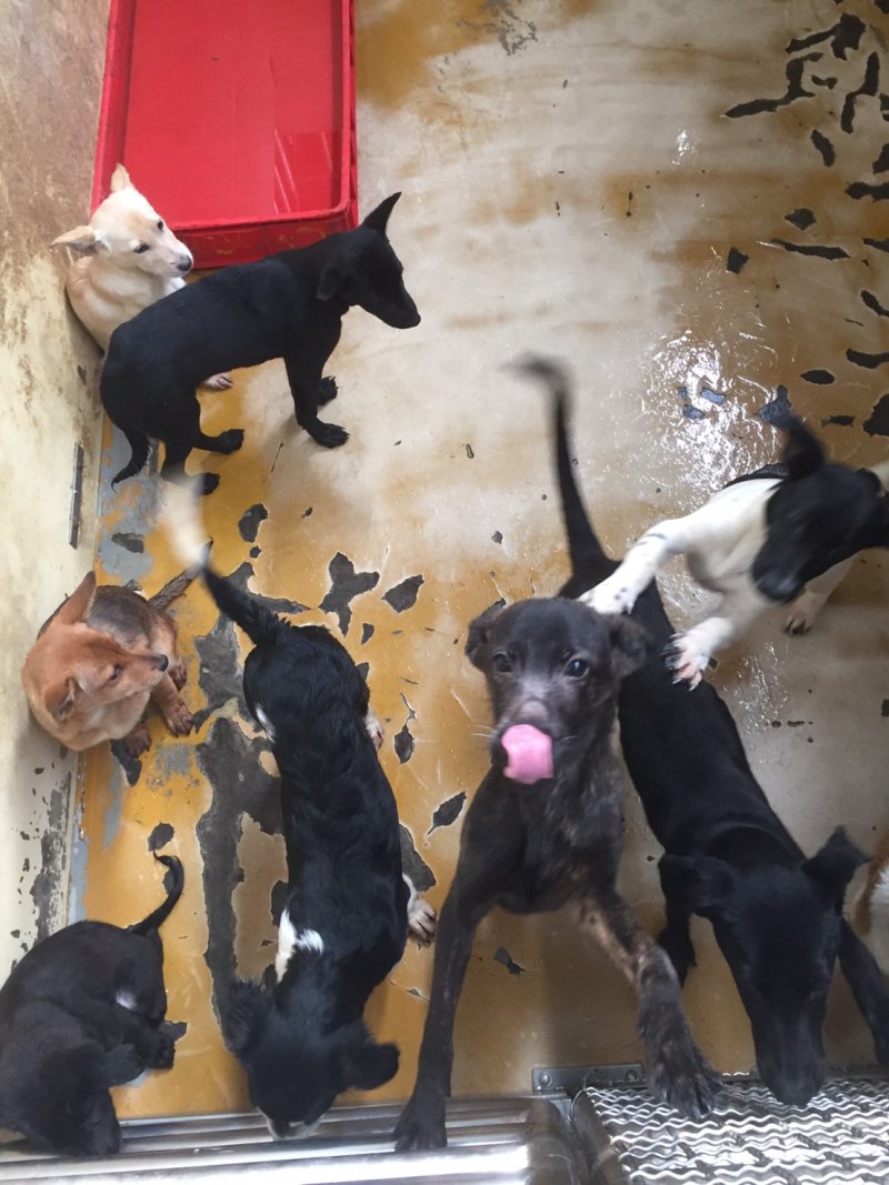流浪犬專題,公立收容所實施零安樂死後,台灣真的就能成為浪浪們的快樂天堂了嗎?(桃園市推廣動物保護協會提供) 流浪犬專題,公立收容所實施零安樂死後,台灣真的就能成為浪浪們的快樂天堂了嗎?(桃園市推廣動物保護協會提供)