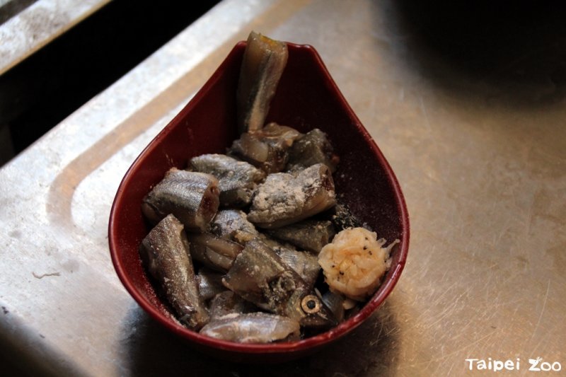 20170224-搶護新生兒忘餵食 黑腳企鵝寶寶無奈餓肚險過輕（臺北市立動物園提供）