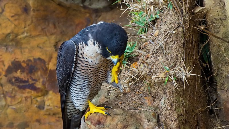 東北角龍洞的鳥類-遊隼(呂紹煒攝) 東北角龍洞的鳥類-遊隼(呂紹煒攝)