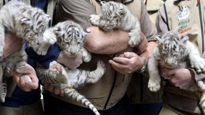 動物園說，它們將和它們的媽媽生活一年，然後「分居」到不同的動物園裏。（BBC中文網）