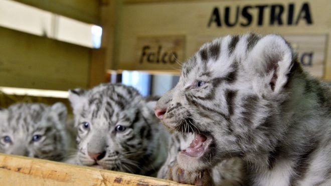 動物園表示,不希望這些小老虎落到馬戲團或私人手裏。(BBC中文網) 動物園表示,不希望這些小老虎落到馬戲團或私人手裏。(BBC中文網)