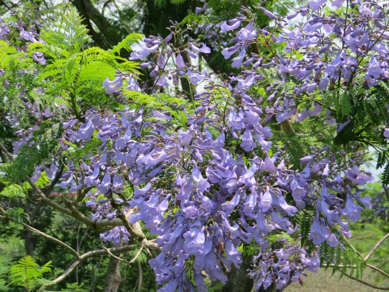 森鐵賞花遊程是嘉義市獨有的旅遊行程，許多民眾都期待可以經常推出這樣的特色小旅行。（圖／嘉義市政府提供）