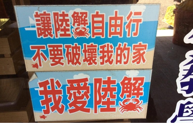 黑貓姐的農莊,有許多寄居蟹。(作者提供) 黑貓姐的農莊,有許多寄居蟹。(作者提供)