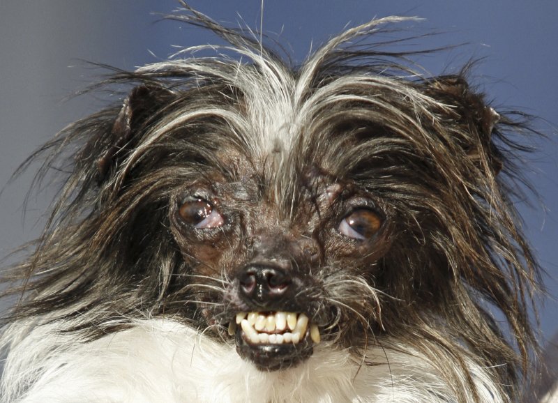 2014「全球最醜狗狗」（World's Ugliest Dog）大賽冠軍Peanut（AP）