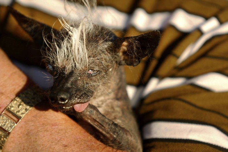 2016年「全球最醜狗狗」(World's Ugliest Dog)冠軍SweePee Rambo(AP) 2016年「全球最醜狗狗」(World's Ugliest Dog)冠軍SweePee Rambo(AP)