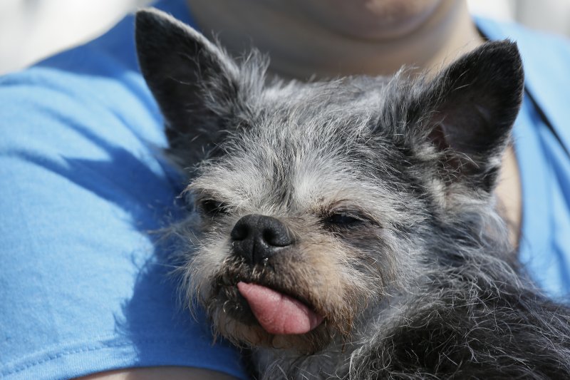 2017年「全球最醜狗狗」（World's Ugliest Dog）大賽亞軍Moe（AP）