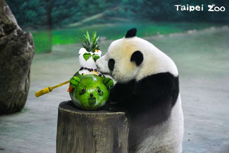 圓仔開始出現焦躁不安的走動,到了下旬連竹葉進食的情況也變差,即便美食當前也出現緩食現象。〈取自台北市政府〉 圓仔開始出現焦躁不安的走動,到了下旬連竹葉進食的情況也變差,即便美食當前也出現緩食現象。〈取自台北市政府〉