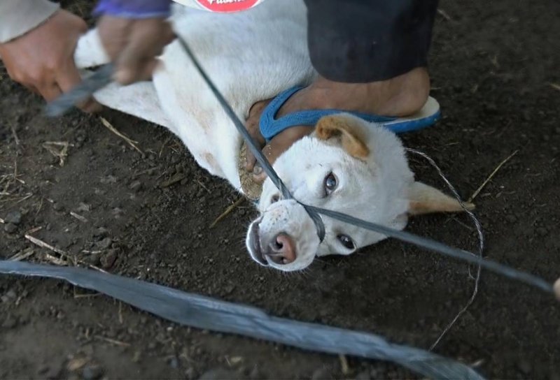 澳洲動物組織踢爆,印尼峇里島常有人捕殺犬隻,不知情的遊客恐已下肚。(圖/Animals Australian ) 澳洲動物組織踢爆,印尼峇里島常有人捕殺犬隻,不知情的遊客恐已下肚。(圖/Animals Australian )