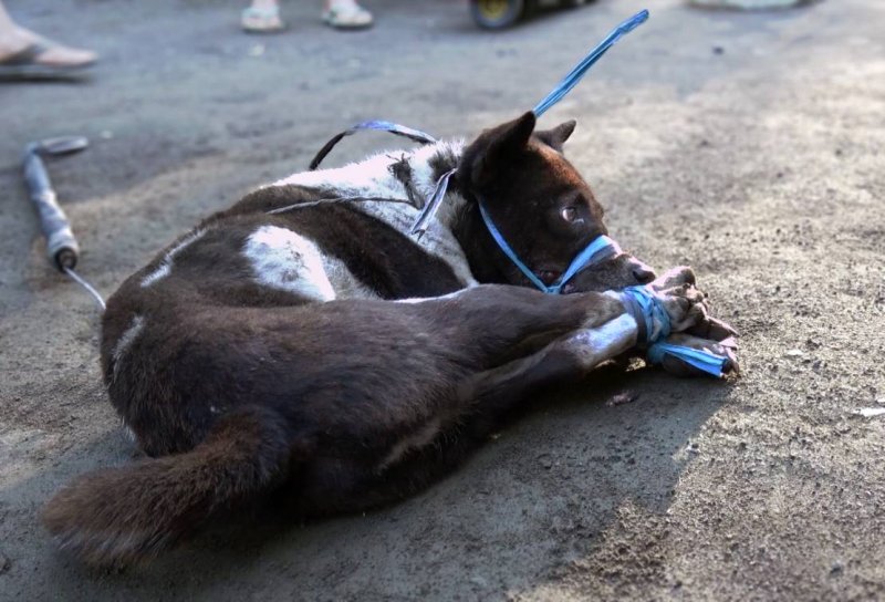 澳洲動物組織踢爆，印尼峇里島常有人捕殺犬隻，不知情的遊客恐已下肚。（圖/Animals Australian ）