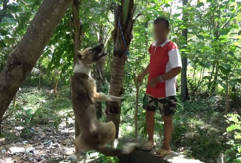 澳洲動物組織踢爆，印尼峇里島常有人捕殺犬隻，不知情的遊客恐已下肚。（圖/Animals Australian ）