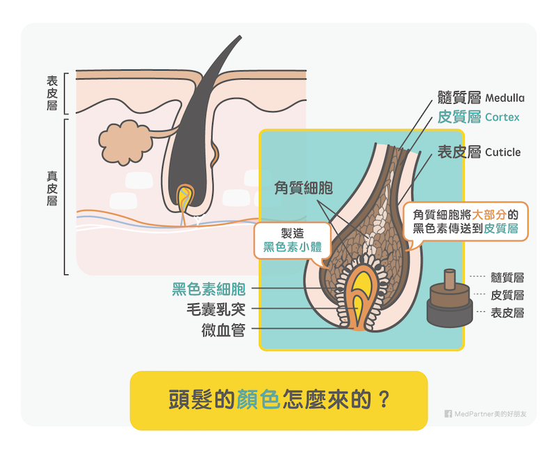 白頭髮_頭髮的顏色(圖/美的好朋友提供) 白頭髮_頭髮的顏色(圖/美的好朋友提供)