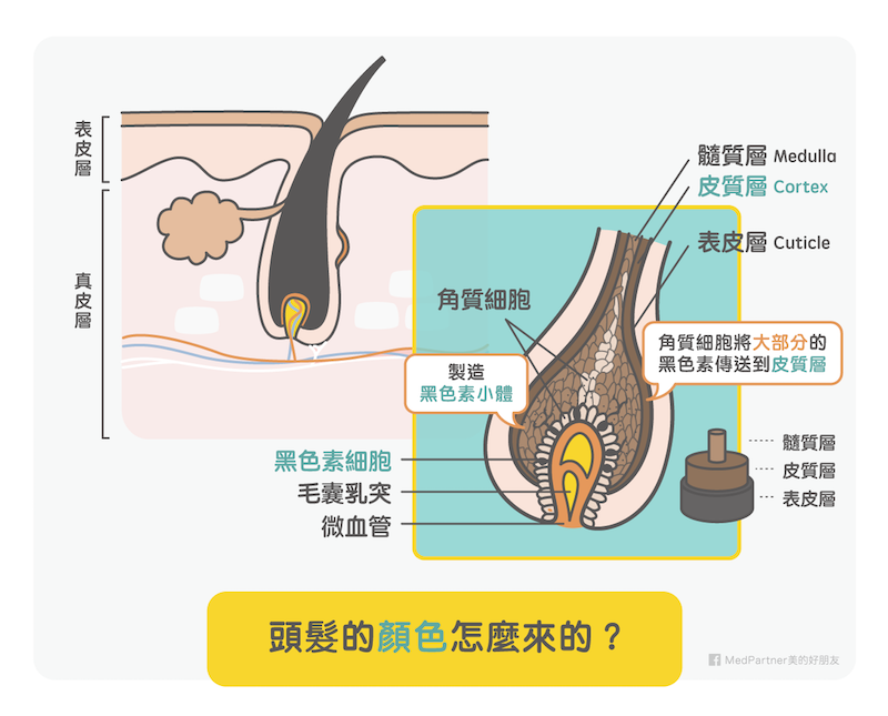 白頭髮_頭髮的顏色（圖／美的好朋友提供）