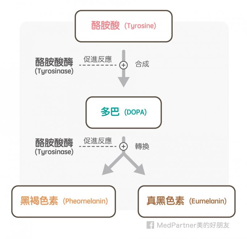 美白part5_黑色素合成機制(圖/美的好朋友提供) 美白part5_黑色素合成機制(圖/美的好朋友提供)
