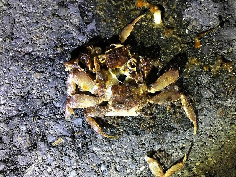 讓人心痛的死于車輪的陸殺。一隻成年母蟹一次產卵可達三四十萬粒,每多一個陸殺,這個世界就會減少幾十萬隻陸蟹。(寇延丁提供) 讓人心痛的死于車輪的陸殺。一隻成年母蟹一次產卵可達三四十萬粒,每多一個陸殺,這個世界就會減少幾十萬隻陸蟹。(寇延丁提供)