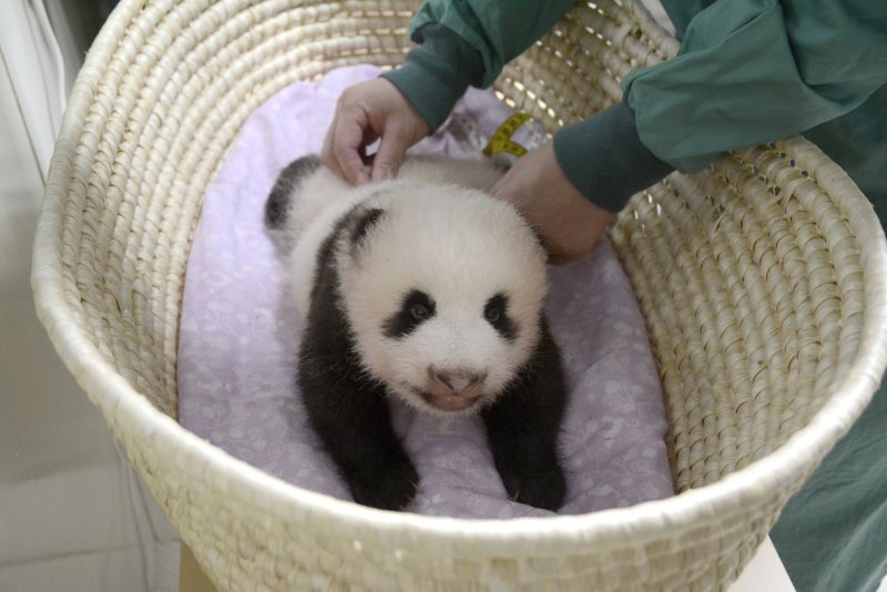 日本上野動物園的貓熊寶寶剛滿2個月，預計在滿100天時要為他取名。（美聯社）