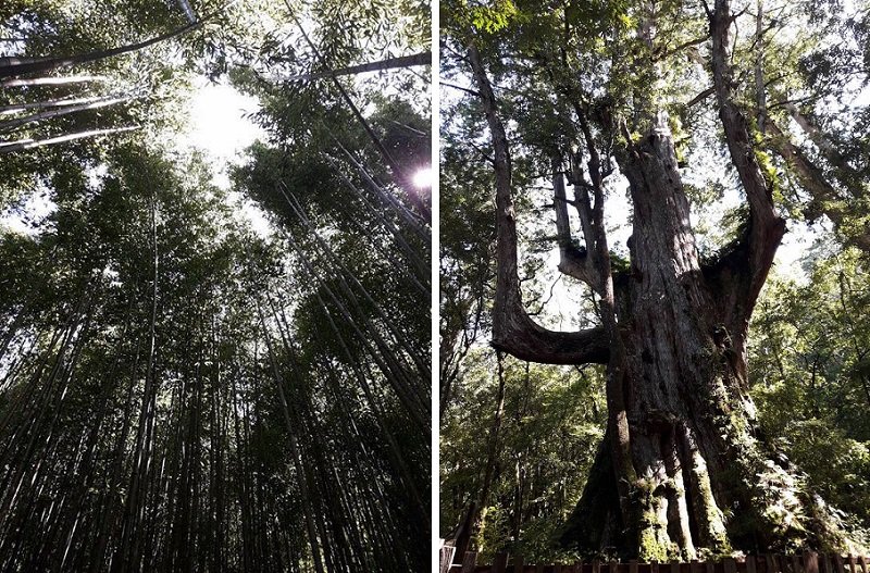 司馬庫斯的參天大樹。(寇延丁提供) 司馬庫斯的參天大樹。(寇延丁提供)