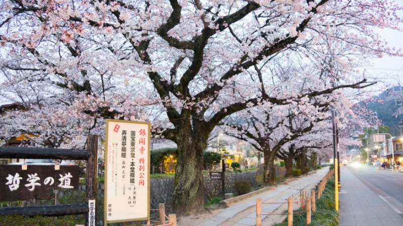 前往銀閣寺前，會先經過這條長2公里的哲學之道，是以前京都大學教授西田幾多郎都在這裡冥想而得此名。（圖／ Perry Li@Flickr，FunTime提供）