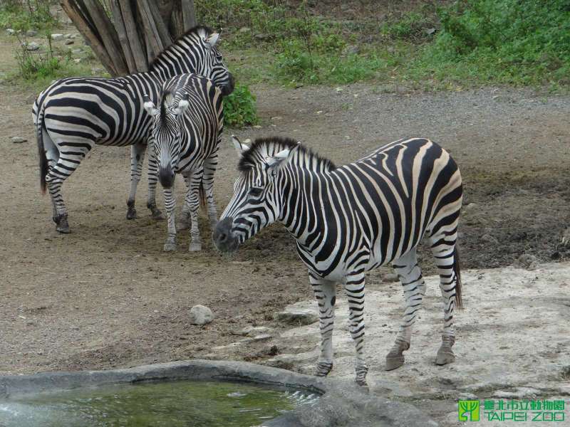 (圖/取自台北市立動物園官網) (圖/取自台北市立動物園官網)